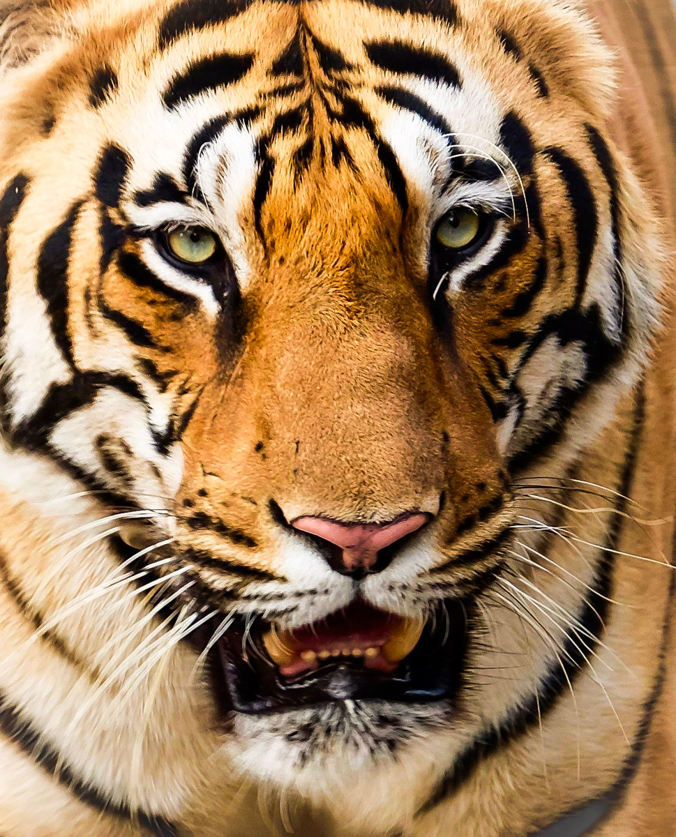 EYE OF THE TIGER by Sangeeta Gandhi
